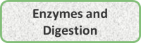 Enzymes and Digestion